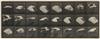 MUYBRIDGE, EADWEARD (1830-1904) Group of 10 plates from ""Animal Locomotion"" of birds, including a cockatoo, hawk, and pigeon.